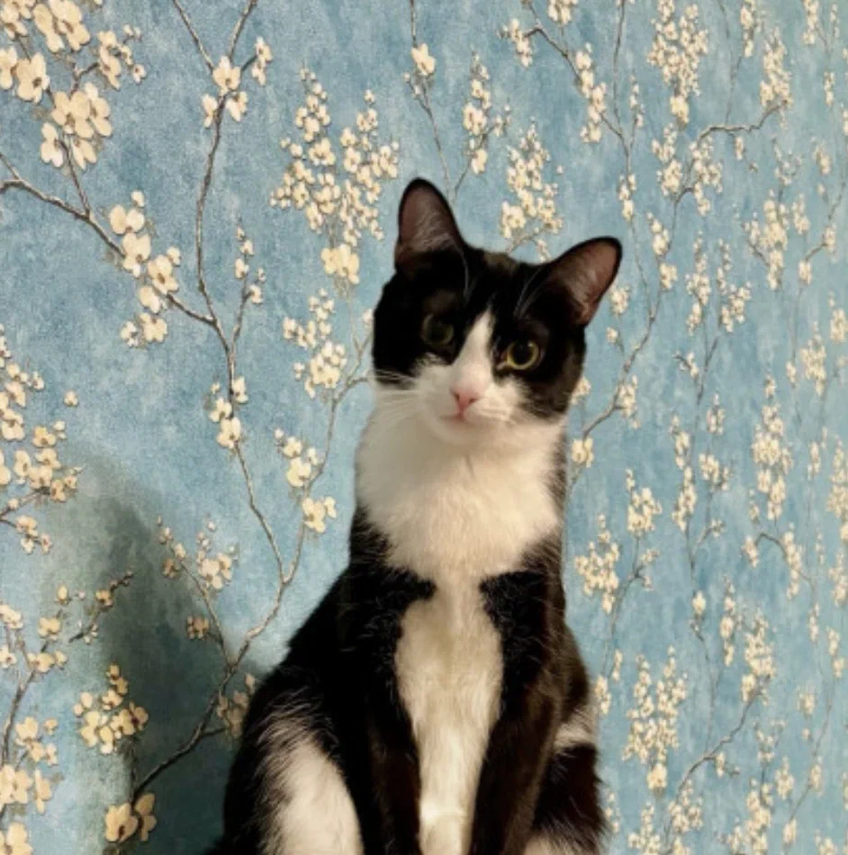 Фото В Новосибирске опубликованы кадры самых смешных котиков 3 - Сиб.ФМ Фото В Новосибирске опубликованы кадры самых смешных котиков 3